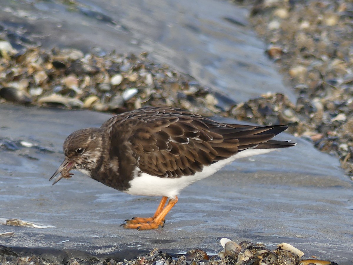 Ruddy Turnstone - Michael Pohler