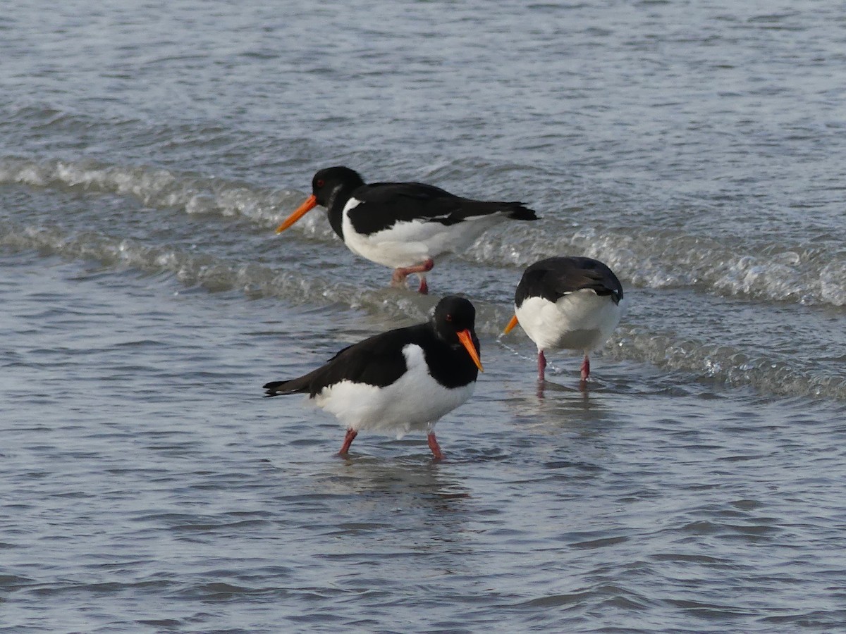 Eurasian Oystercatcher - ML517087781