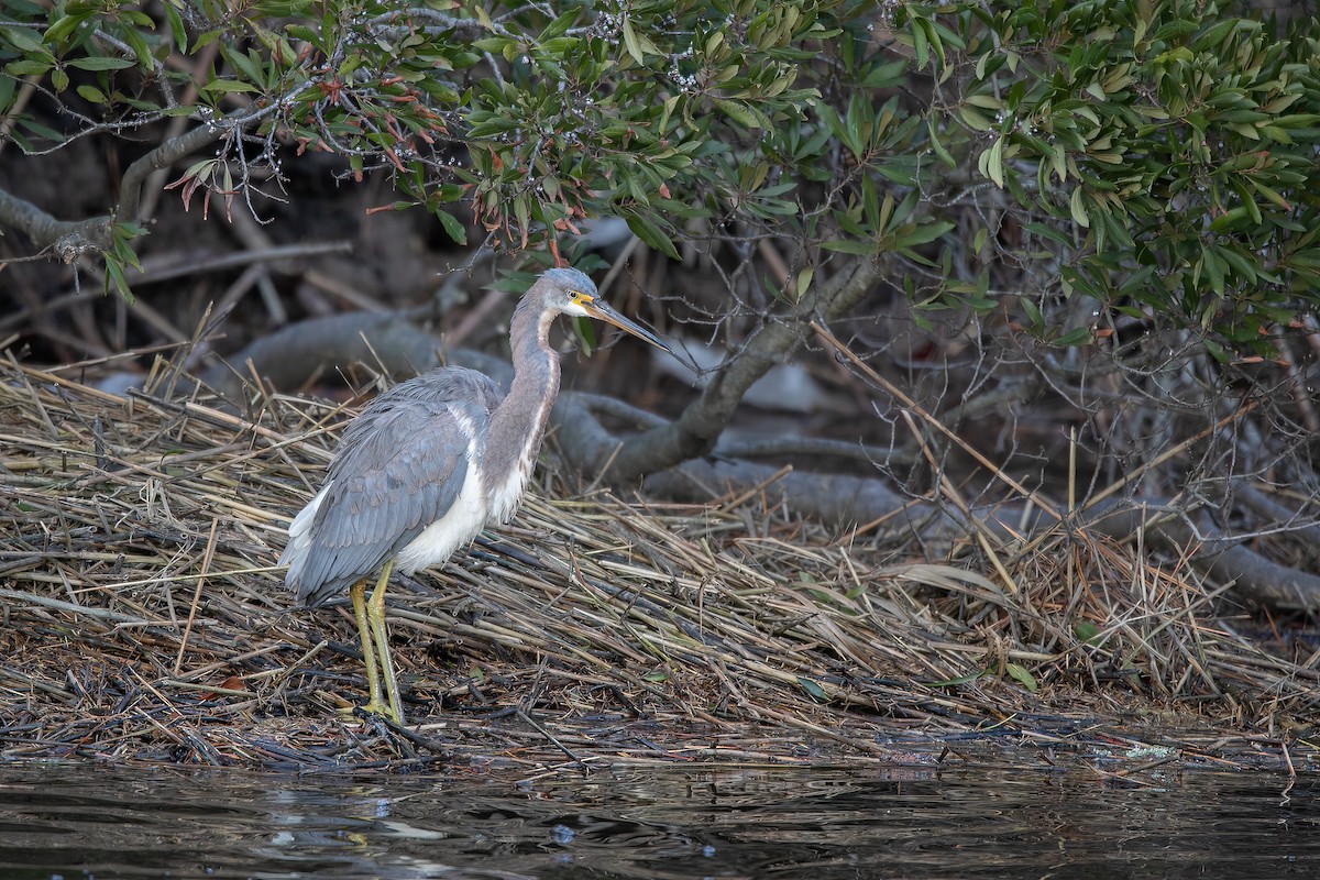 Tricolored Heron - ML517088521