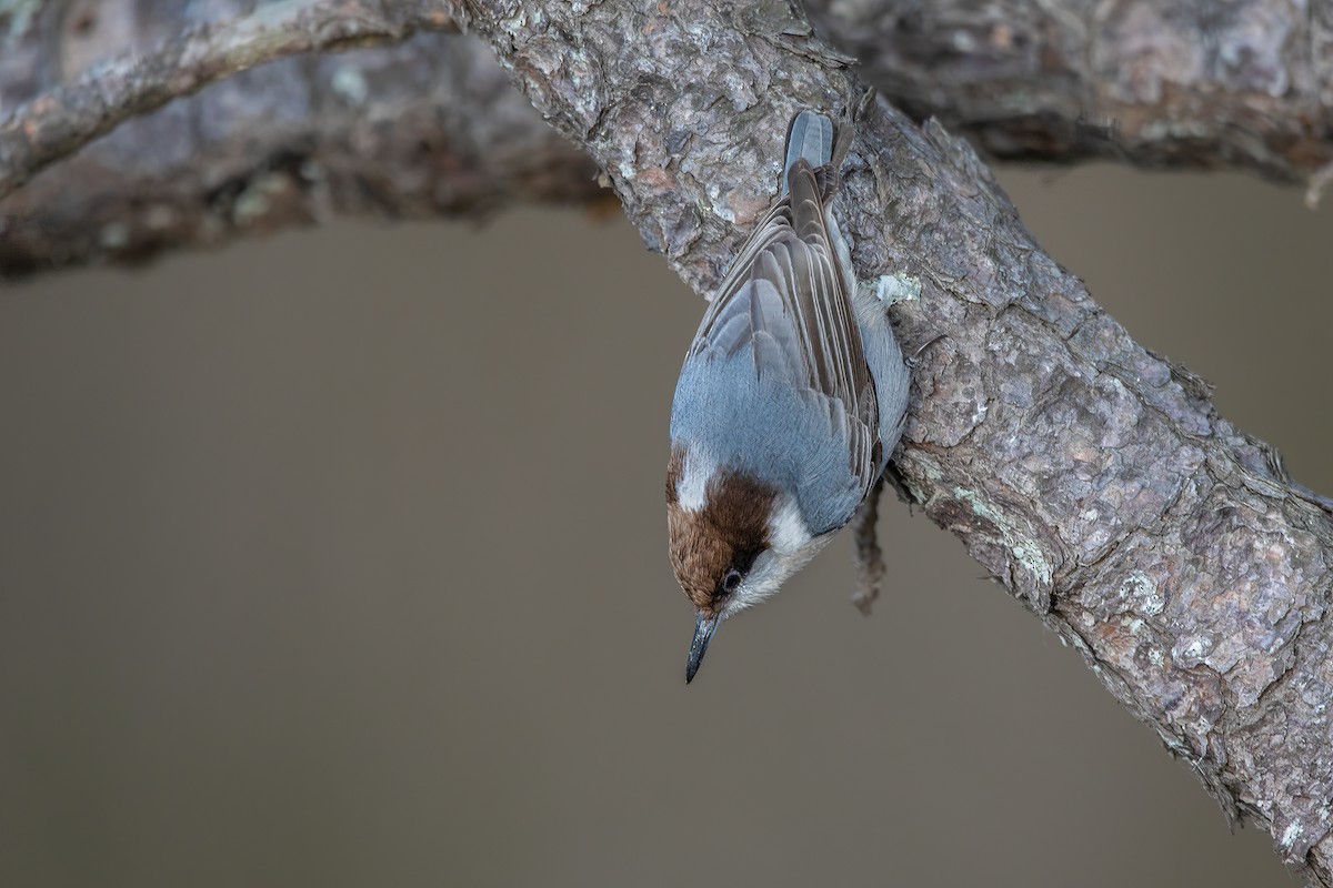 Brown-headed Nuthatch - ML517088551