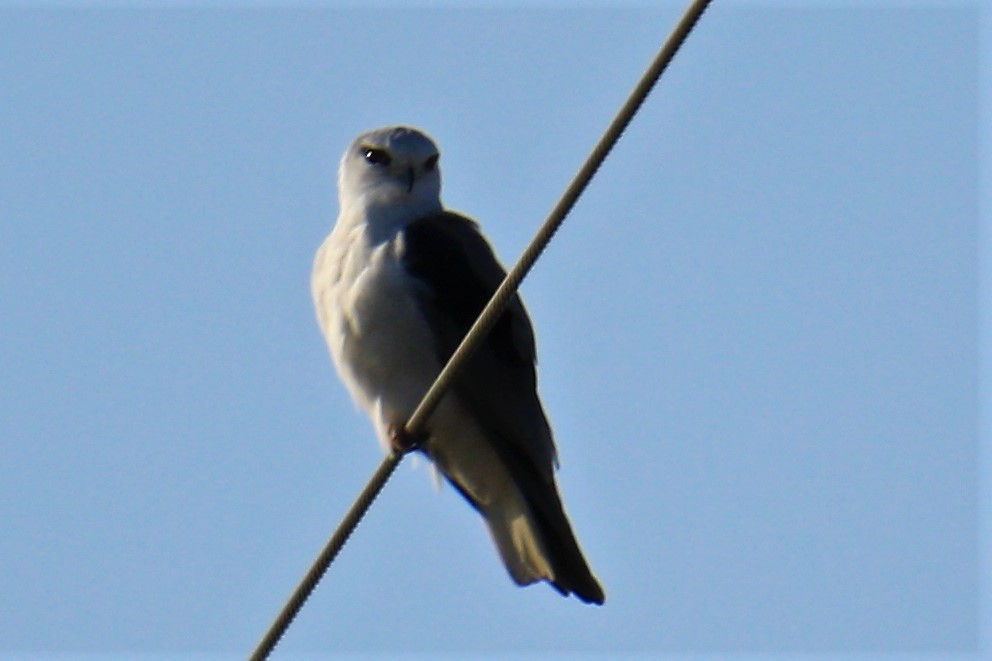 Black-winged Kite - ML517090351