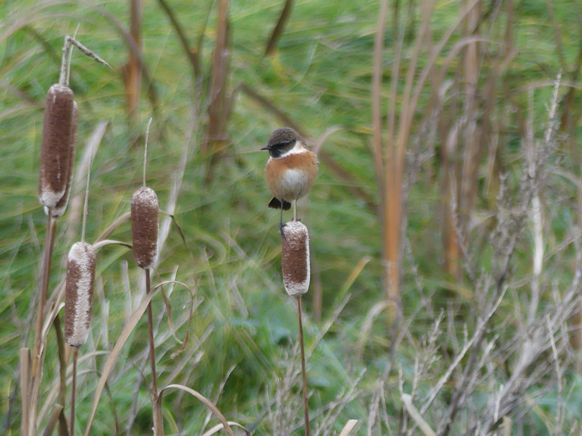 European Stonechat - ML517090831