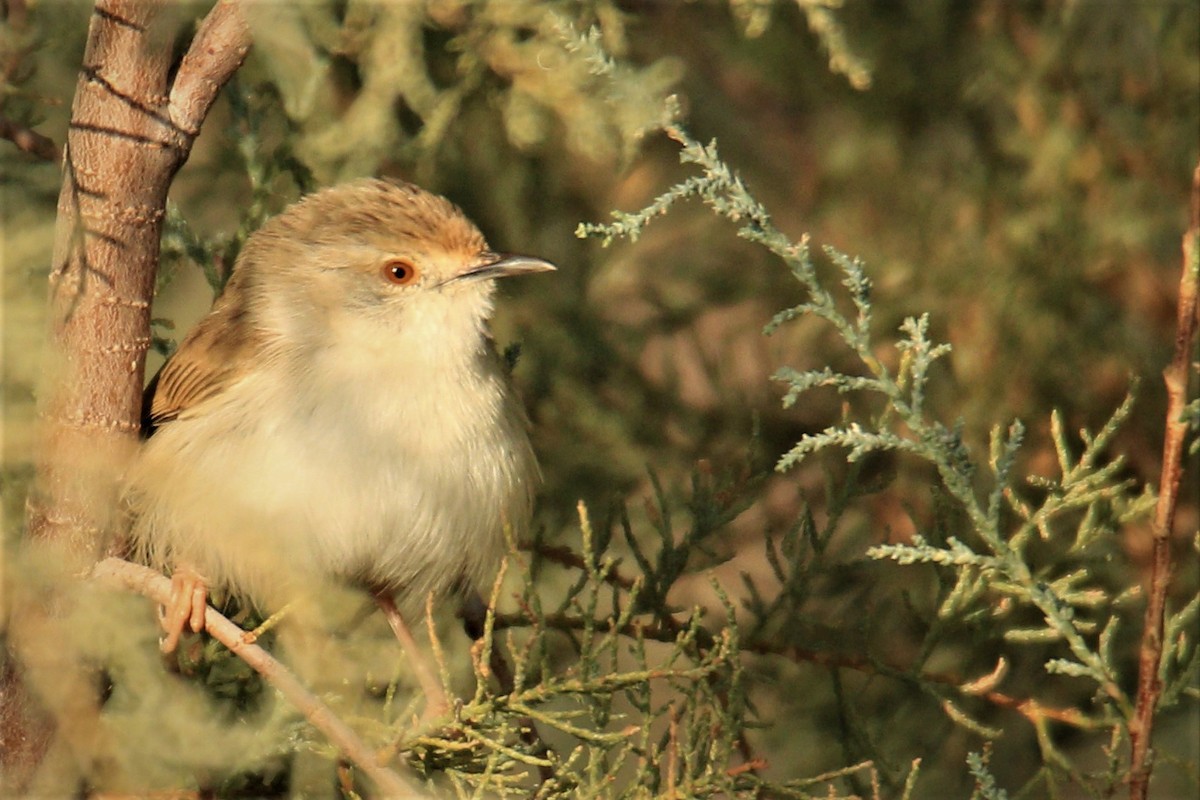 Graceful Prinia - ML517090861