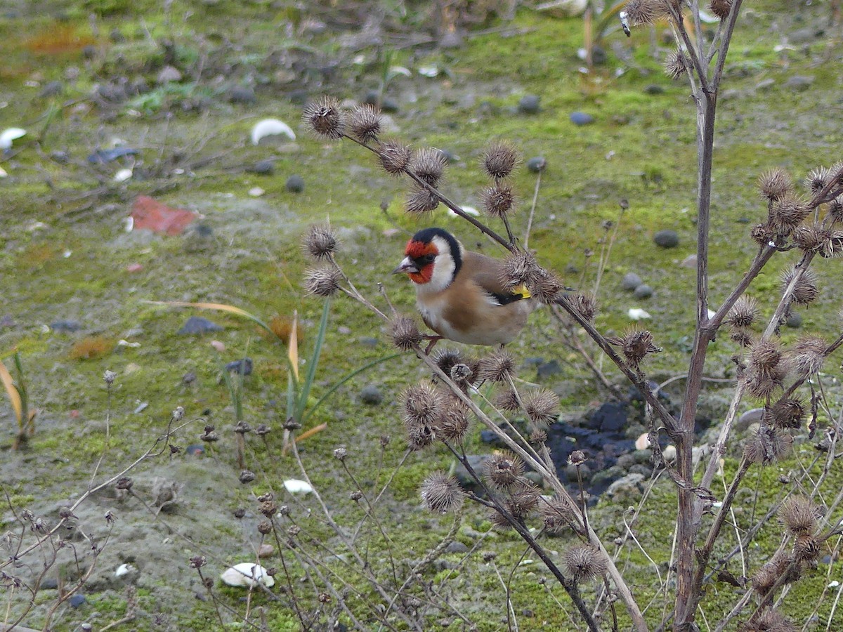 European Goldfinch - ML517090901