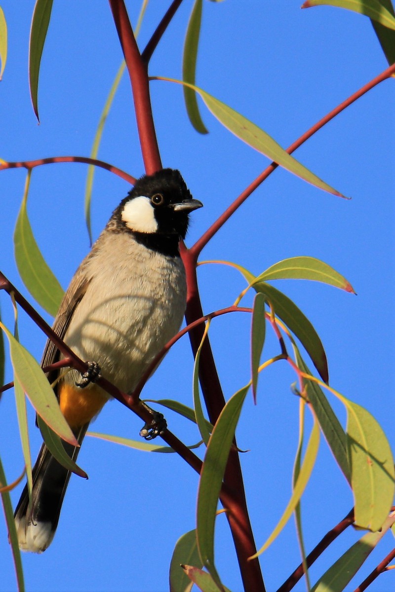 White-eared Bulbul - ML517090961