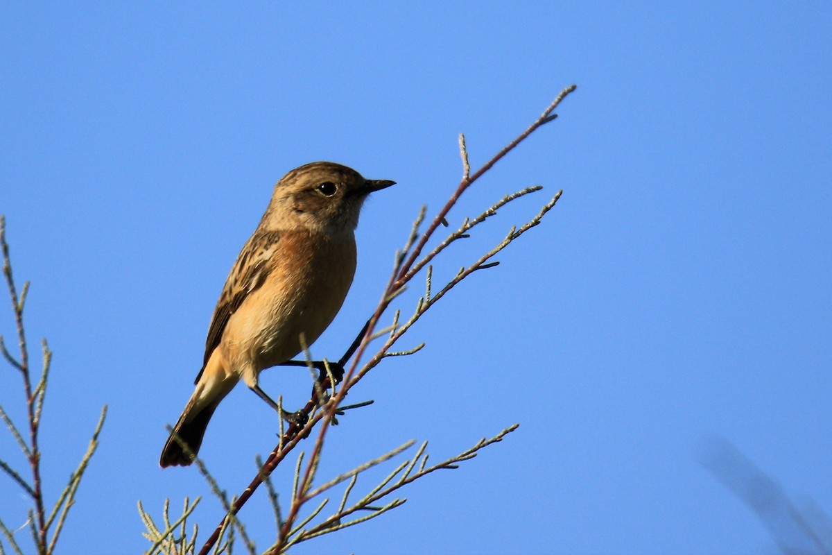 European/Siberian Stonechat - ML517090981