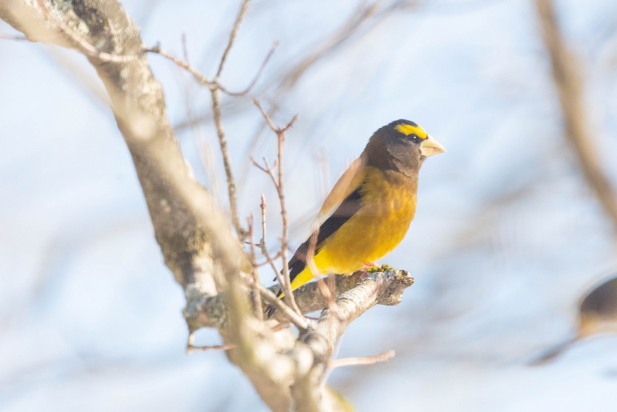Evening Grosbeak - ML517091421