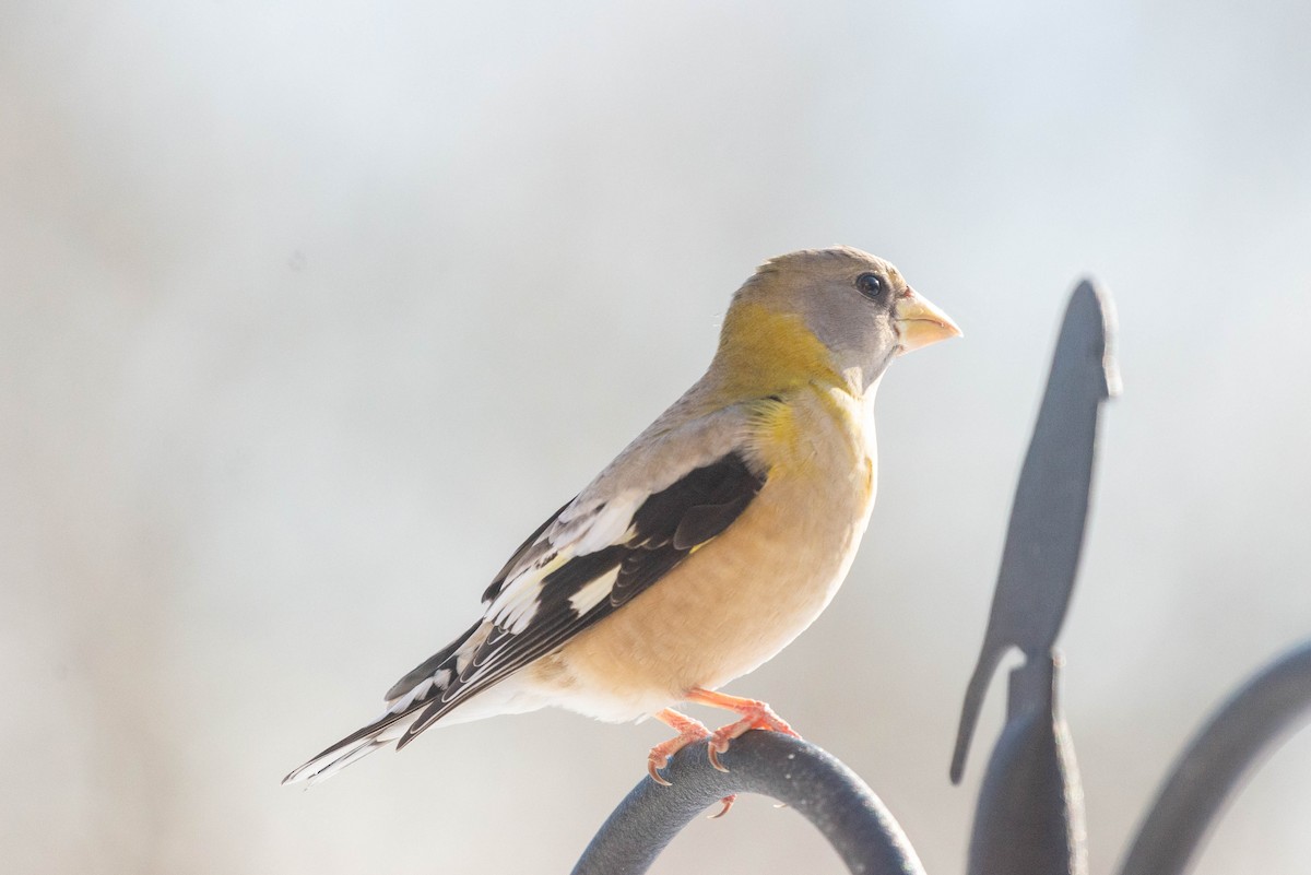 Evening Grosbeak - ML517091431