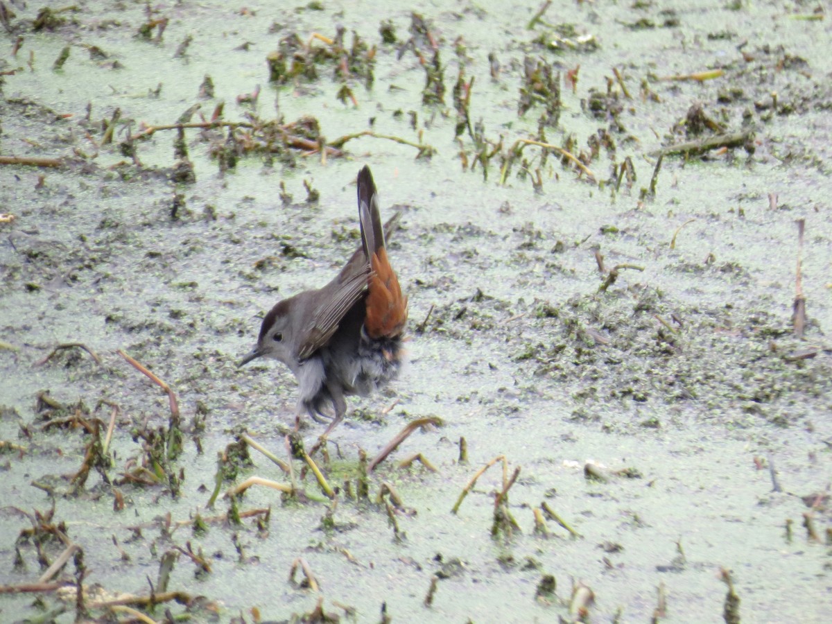 Gray Catbird - ML51709181
