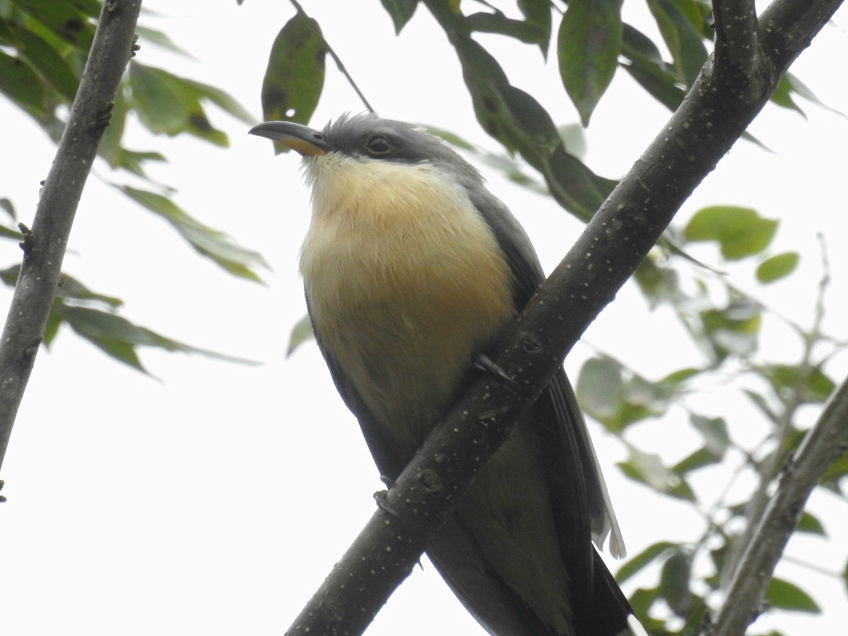 Mangrovekuckuck - ML517092071