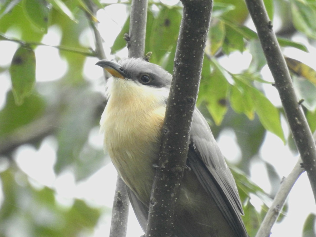 Mangrove Cuckoo - ML517092091