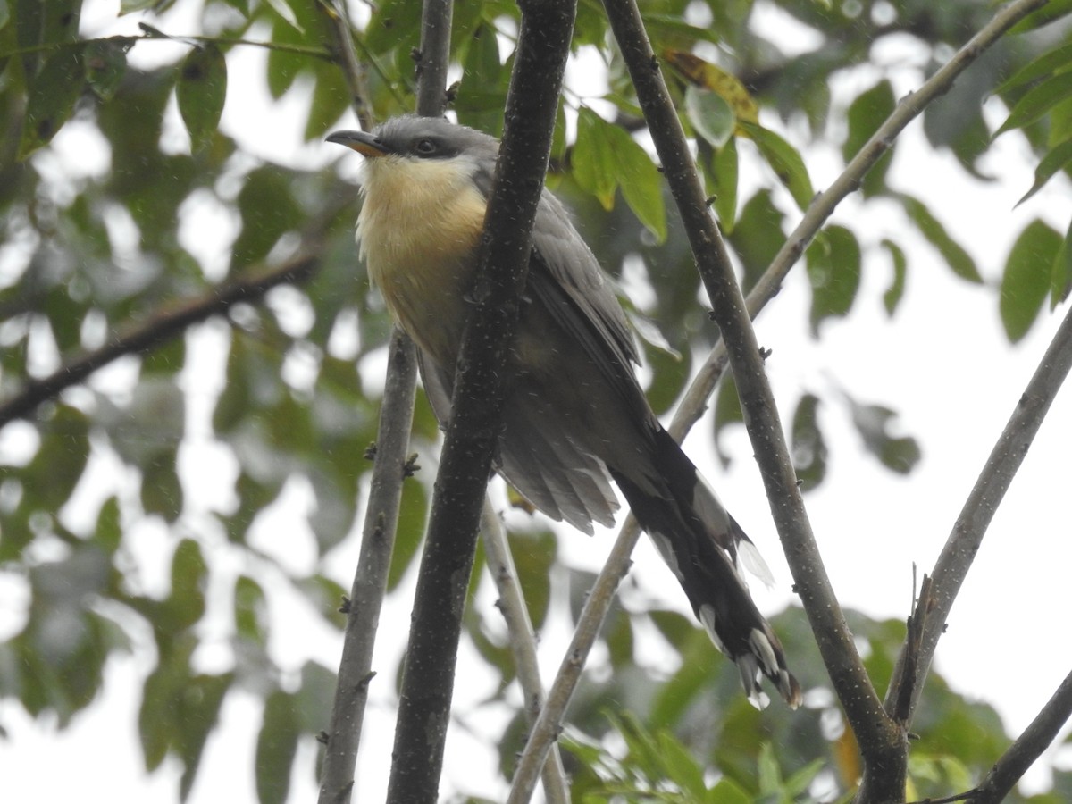 Mangrove Cuckoo - ML517092101