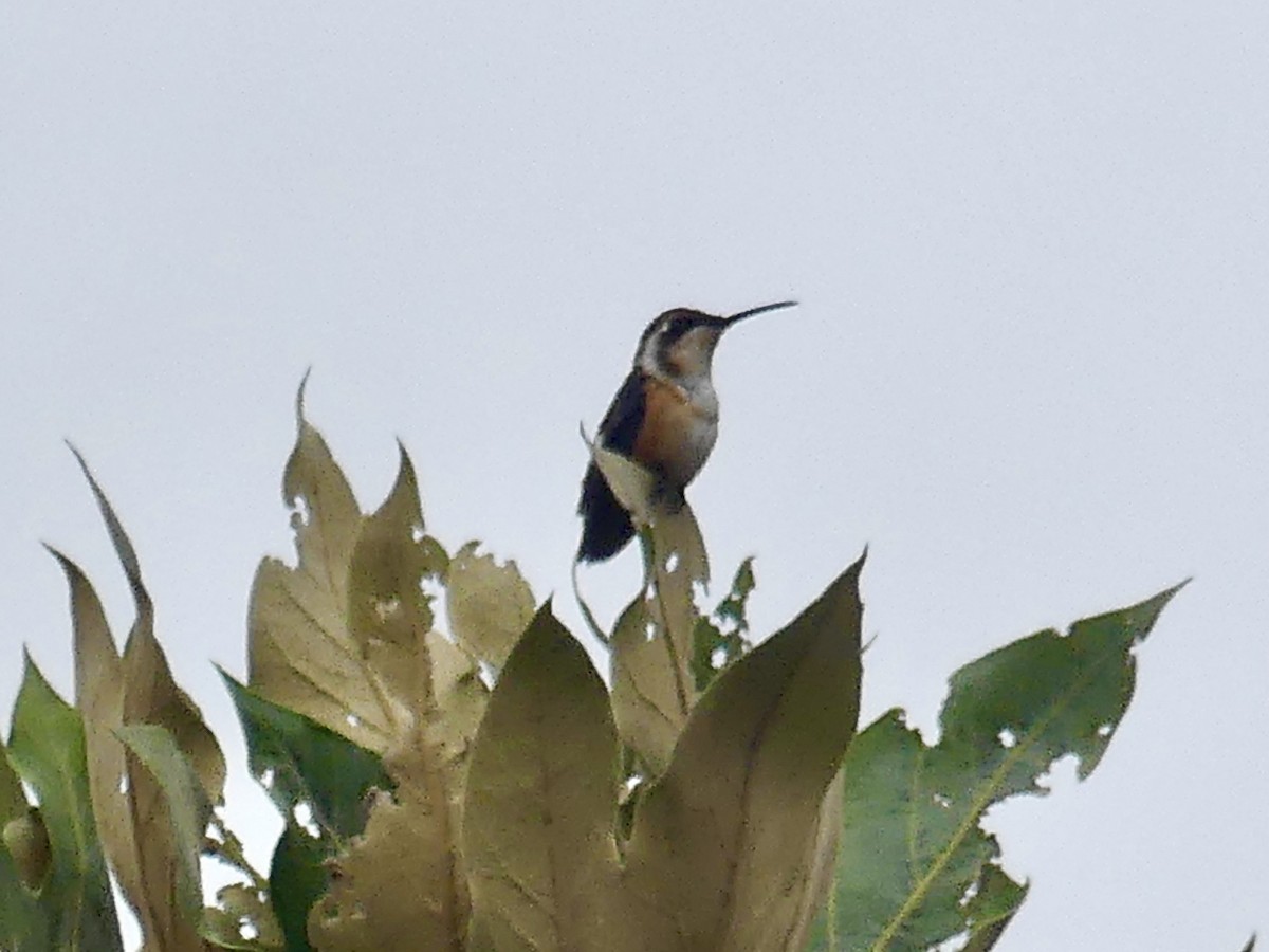 Colibrí de Mulsant - ML517092241