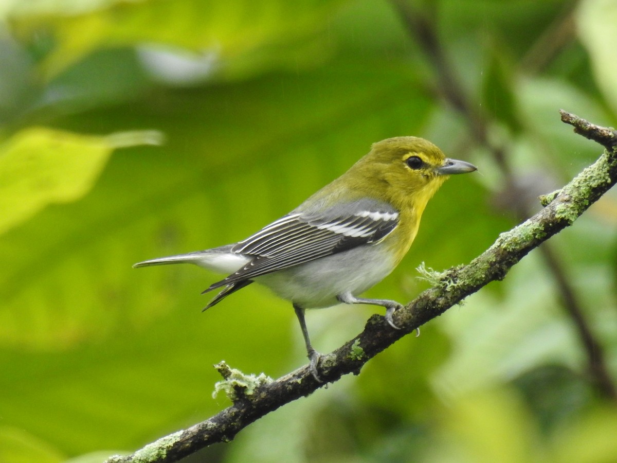 Viréo à gorge jaune - ML517092291