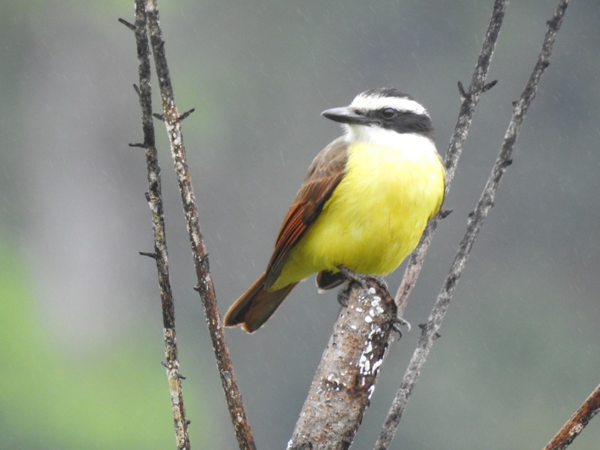 Great Kiskadee - ML517092621