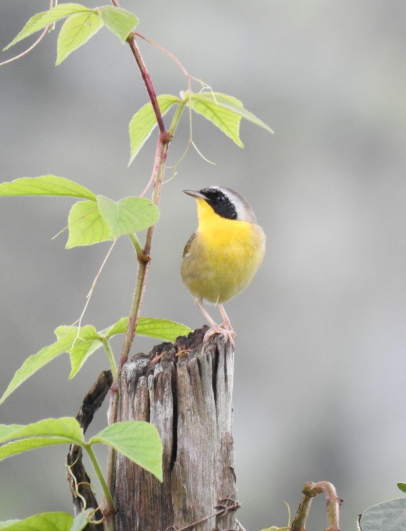 Common Yellowthroat - ML517092731