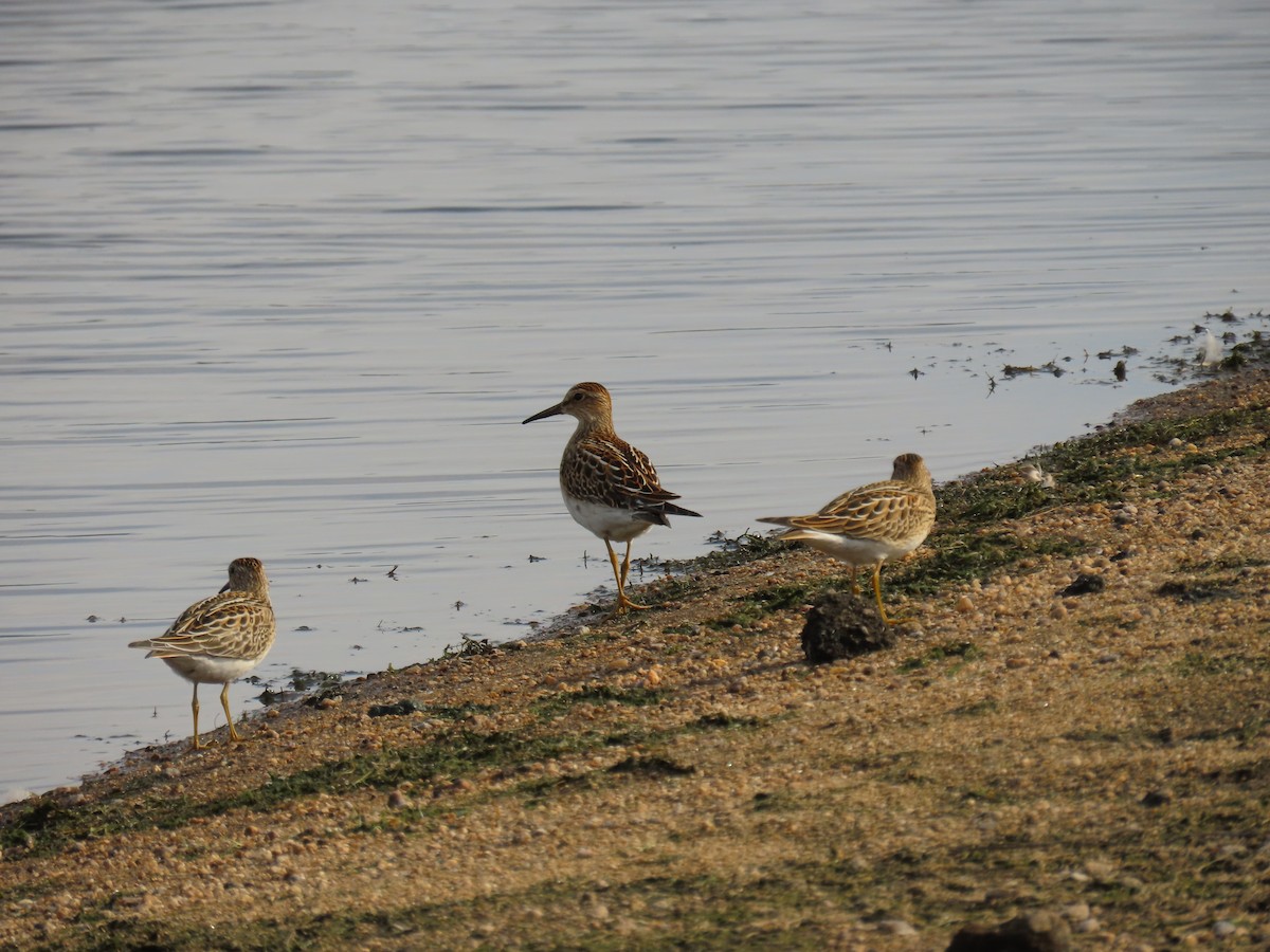 Pectoral Sandpiper - ML517092751