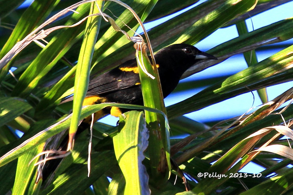 Cuban Oriole - ML517093251