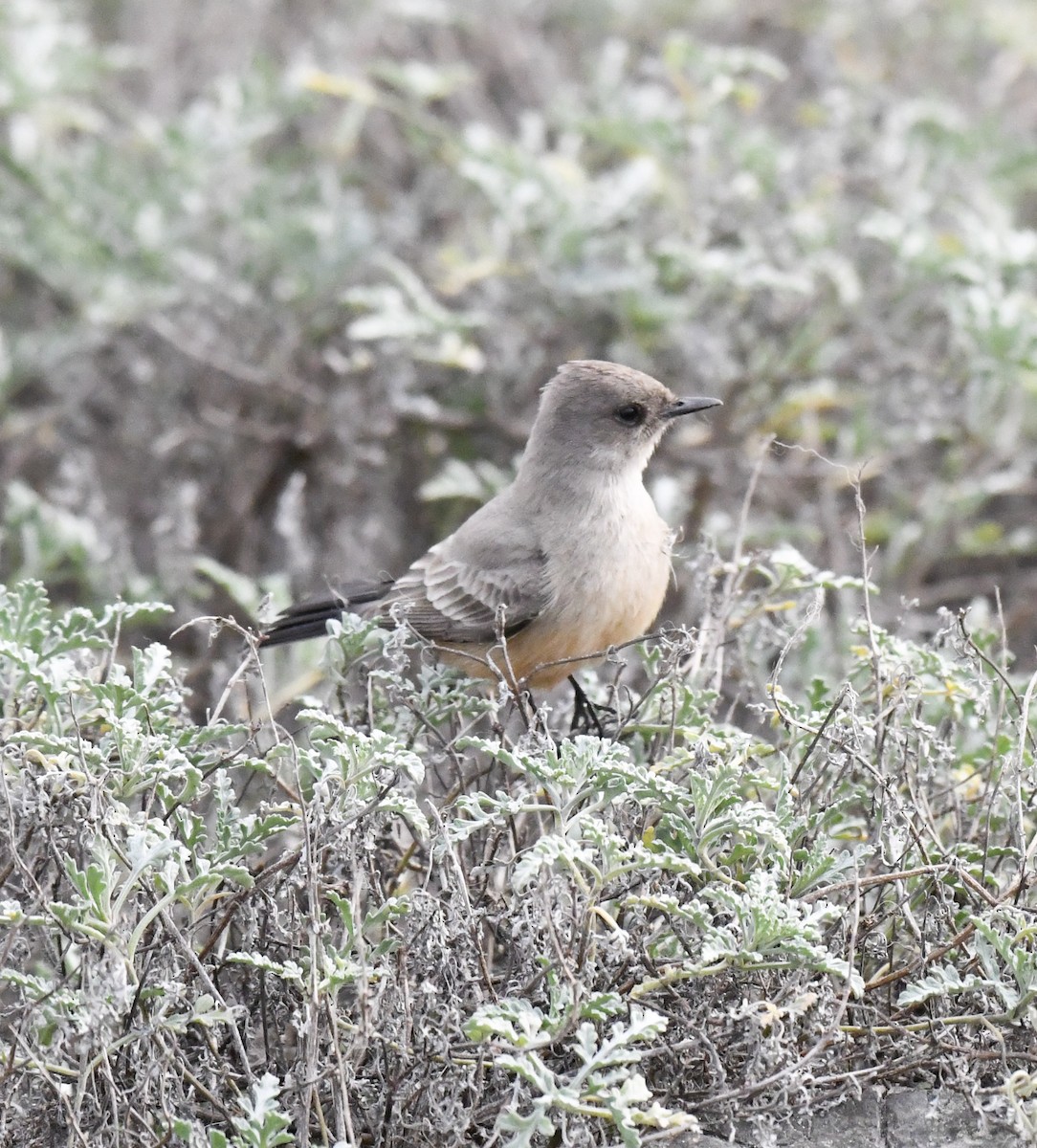 Say's Phoebe - ML517093291