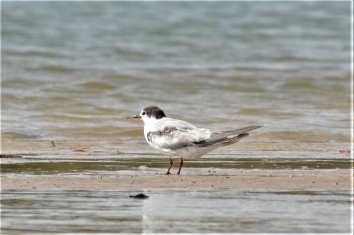 Common Tern - ML51709351