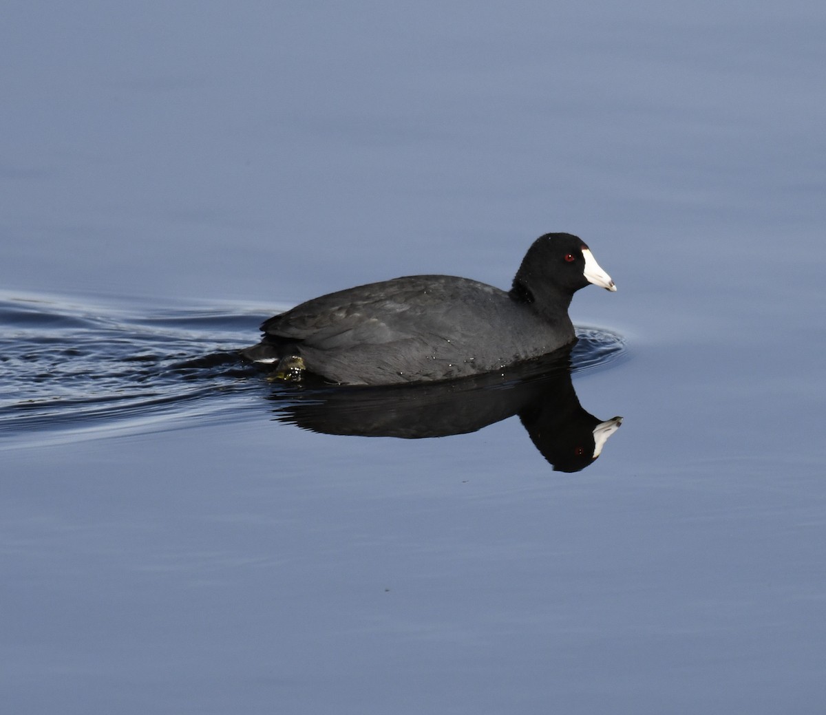 American Coot - ML517093711