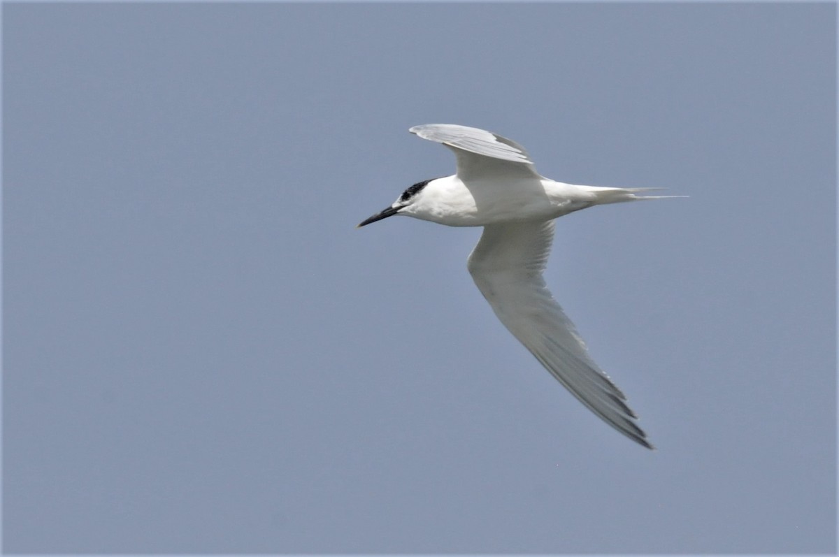 Sandwich Tern - Bruce Mast