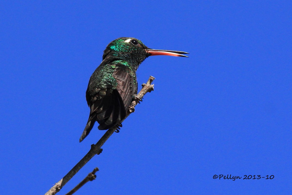 Cuban Emerald - Lyne Pelletier