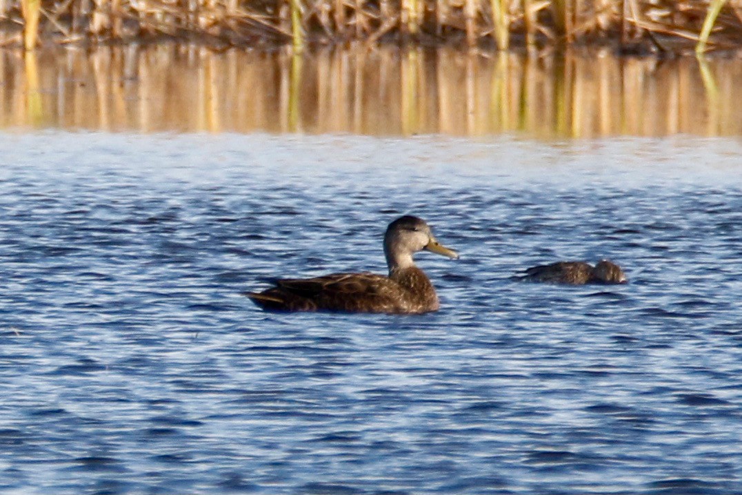 American Black Duck - Eary Warren