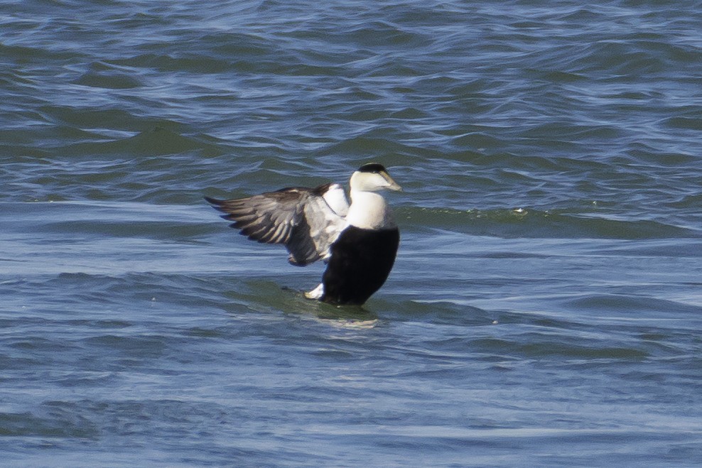 Common Eider - Ian McDonald