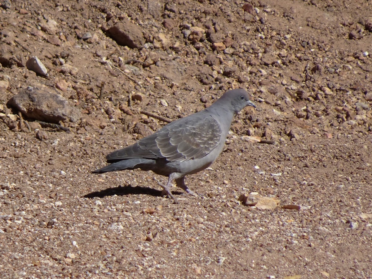 Spot-winged Pigeon - Rodrigo  Castillo