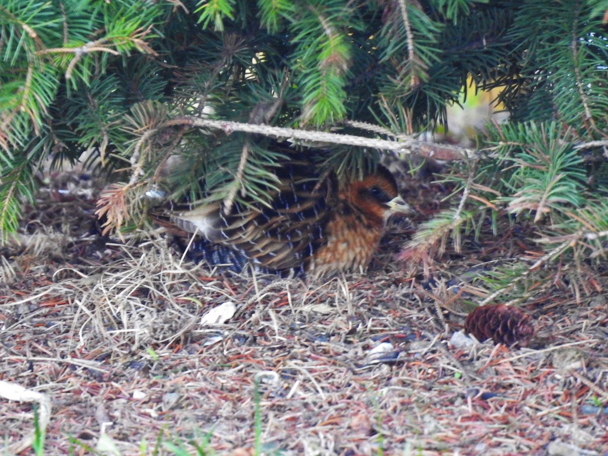 Yellow Rail - ML517097821