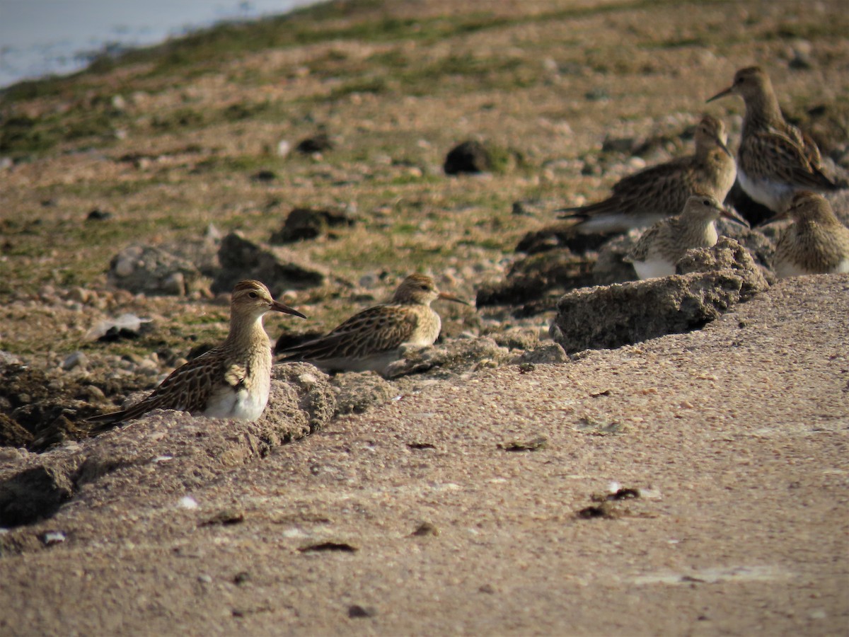 Pectoral Sandpiper - ML517099641