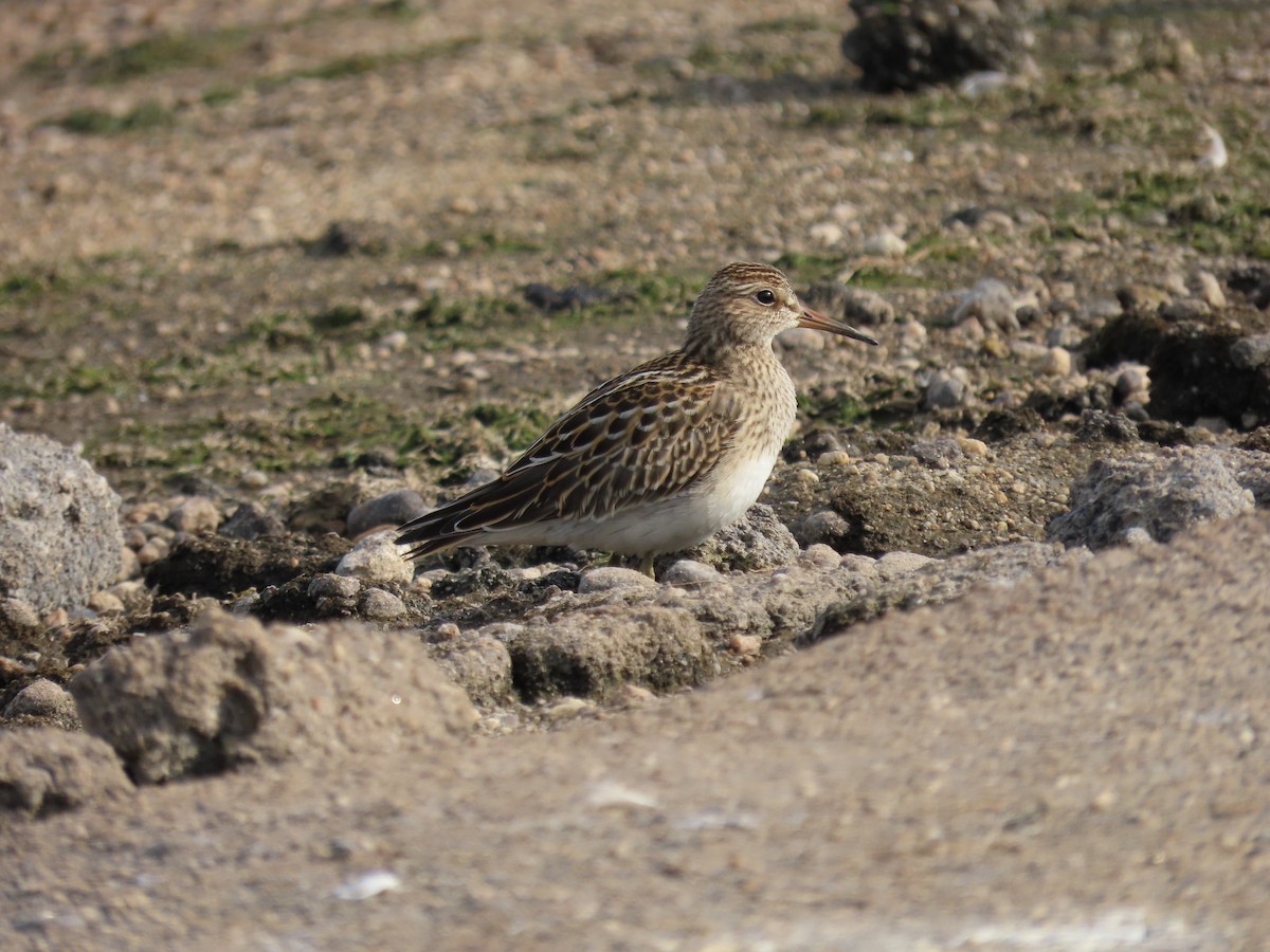 Pectoral Sandpiper - ML517099701