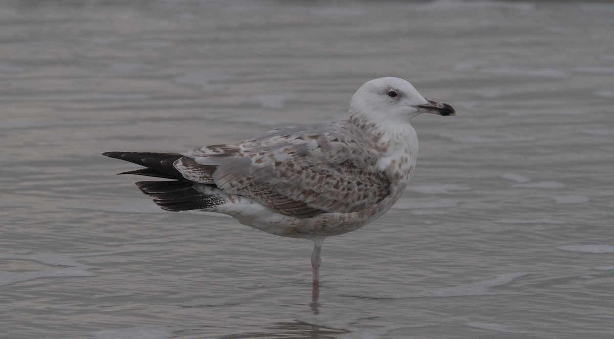 Caspian Gull - Davy Bosman