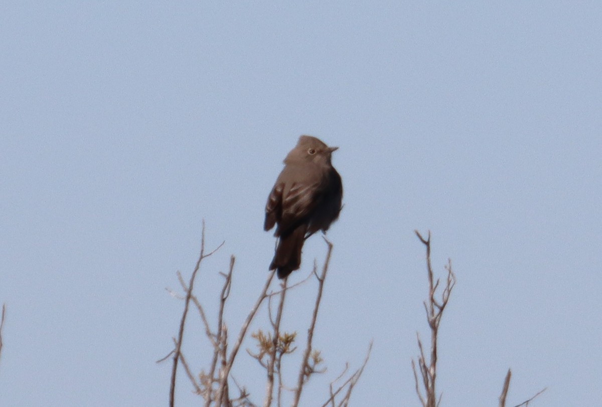 Townsend's Solitaire - ML517101921