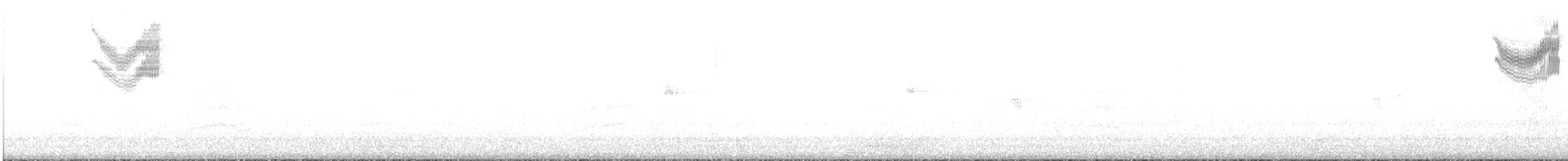 Spotted Towhee (oregonus Group) - ML517102571