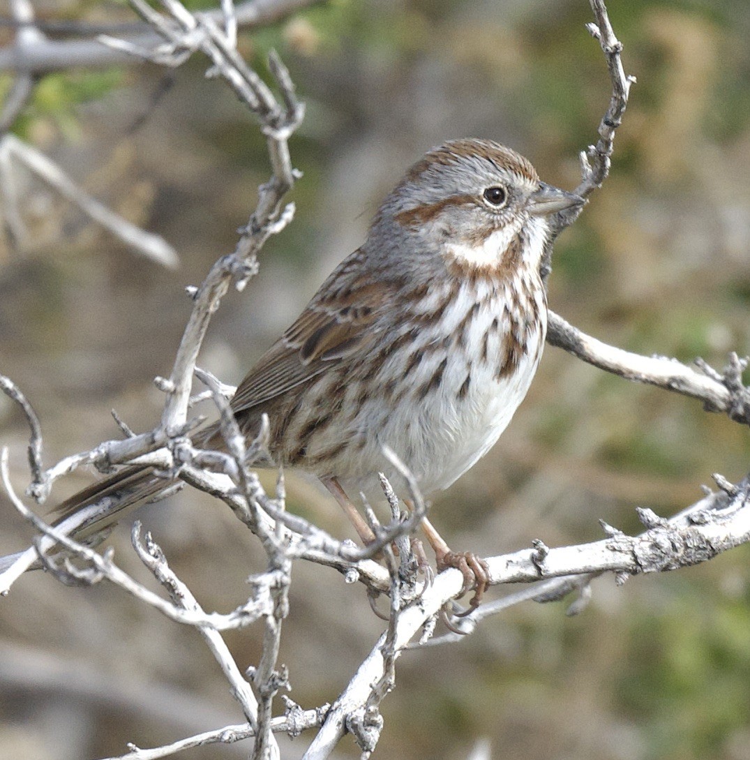 Song Sparrow - william tyrer