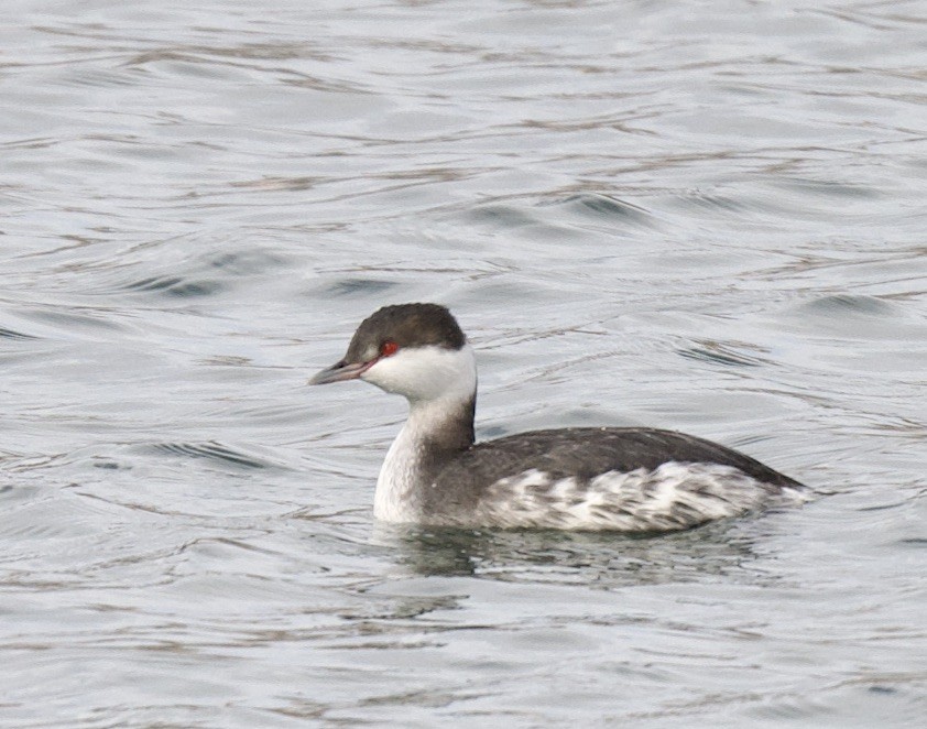 Horned Grebe - ML517103701