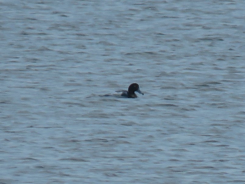 Greater Scaup - ML517103961