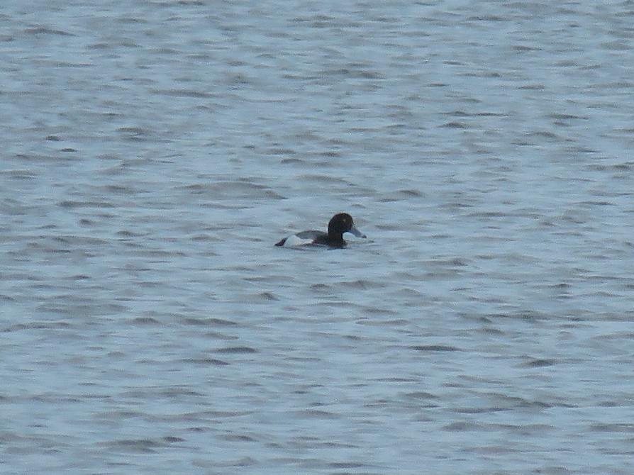 Greater Scaup - ML517103971