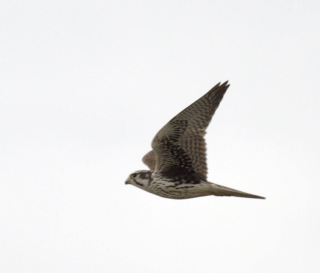 Prairie Falcon - ML517104131