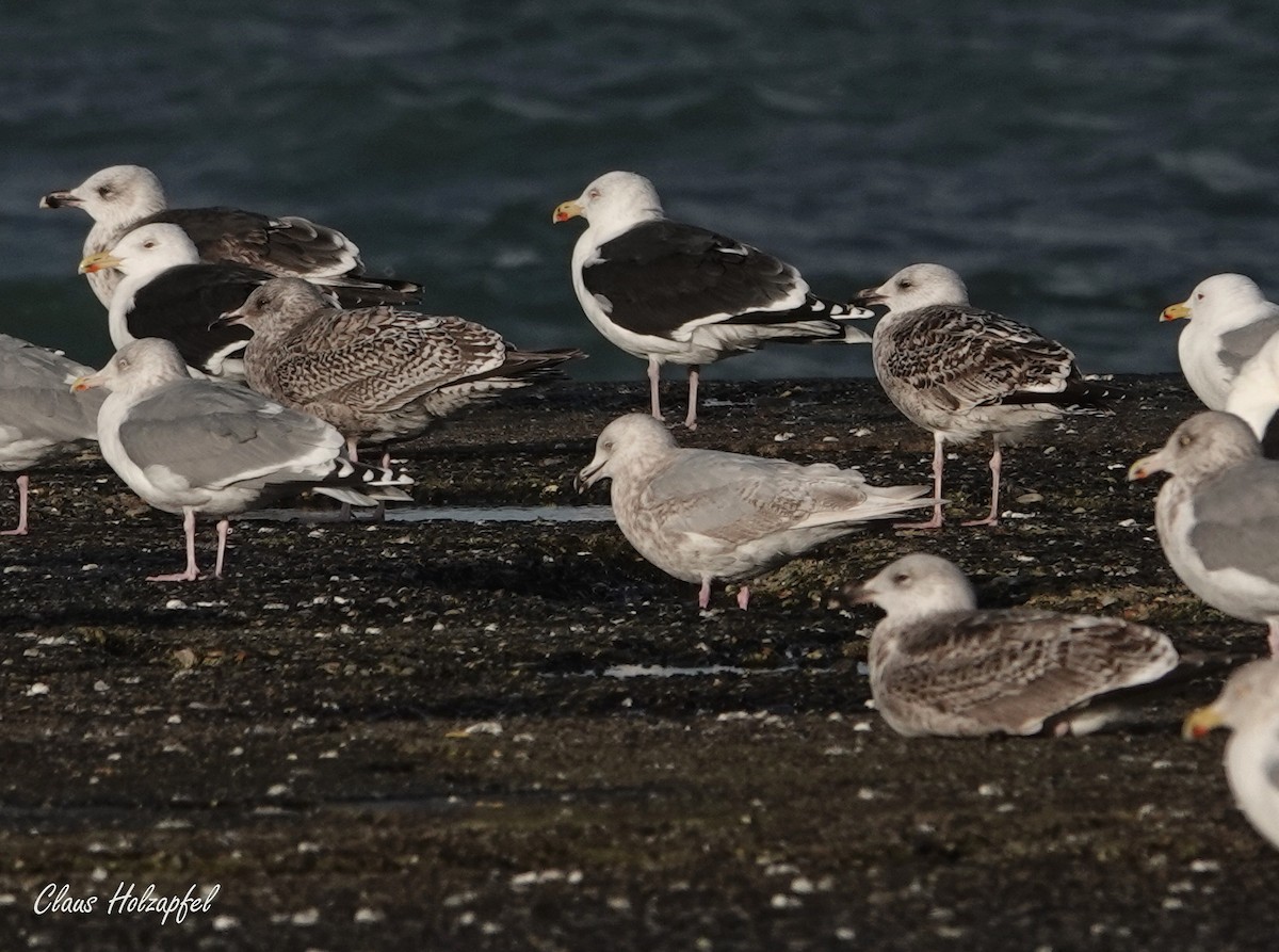 Goéland arctique - ML517104181