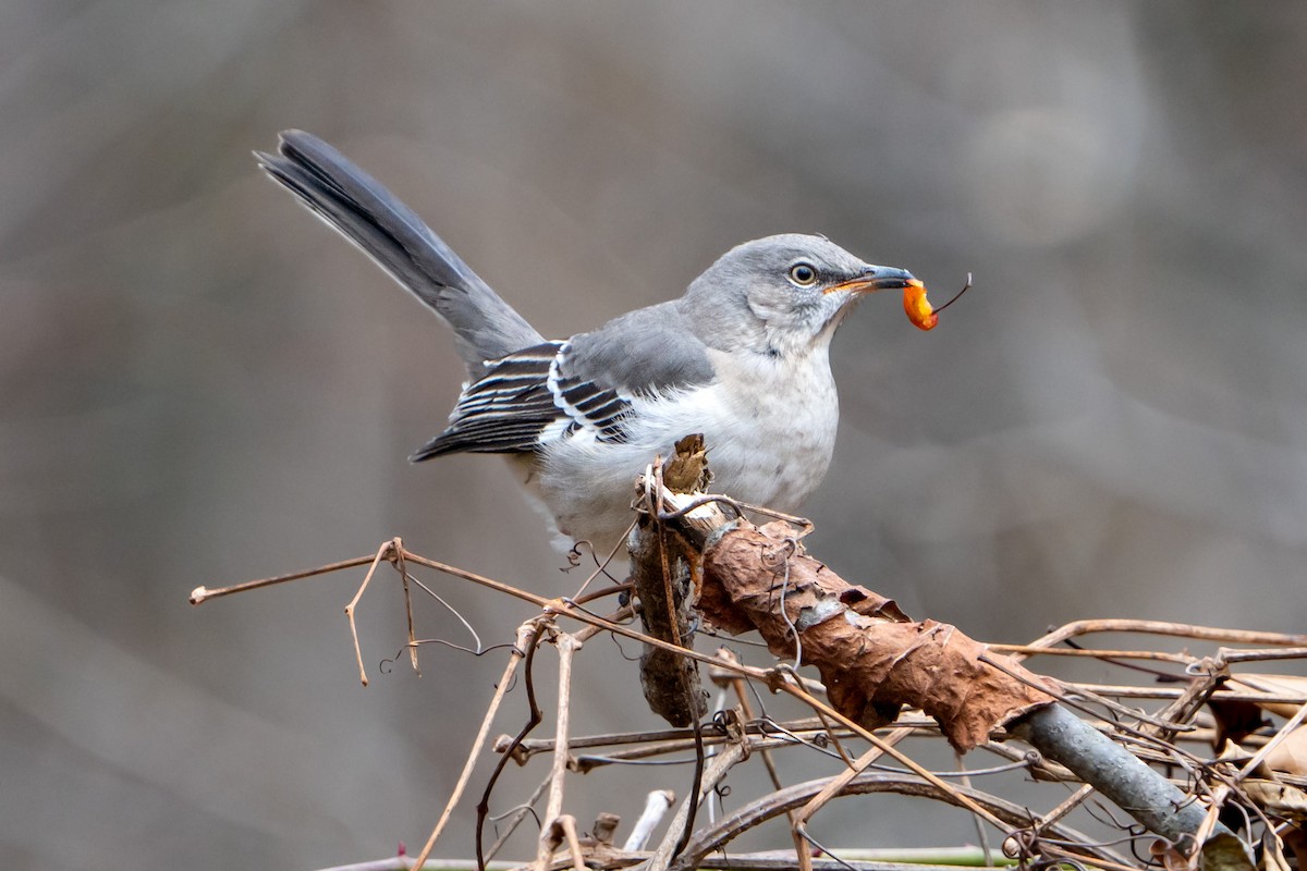 Northern Mockingbird - ML517104631