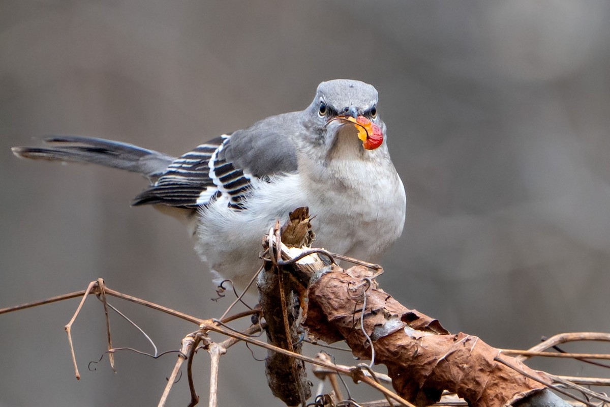 Northern Mockingbird - Ashley Pichon