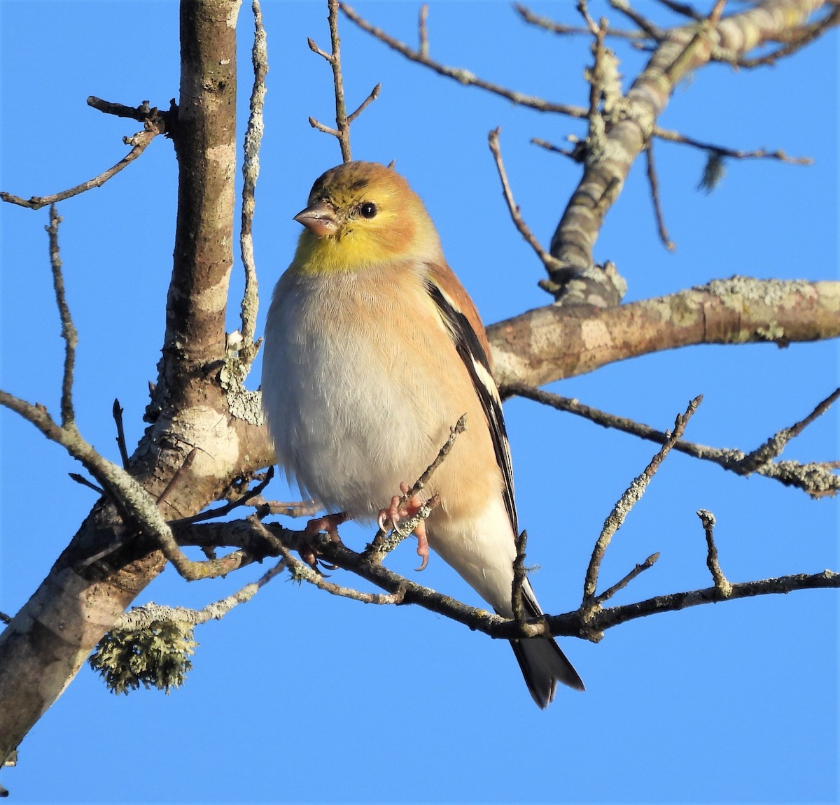 American Goldfinch - ML517105581