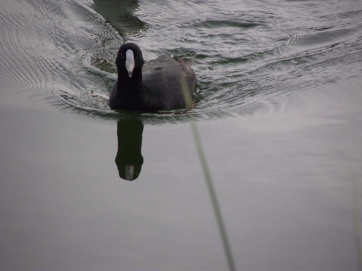 American Coot (Red-shielded) - ML517106451