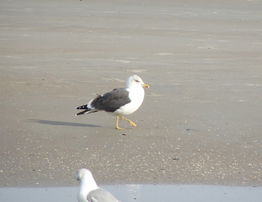 Lesser Black-backed Gull - Benjamin Ewing