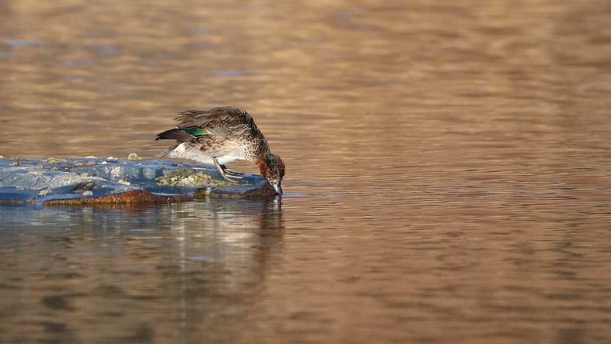 Green-winged Teal - ML517109311
