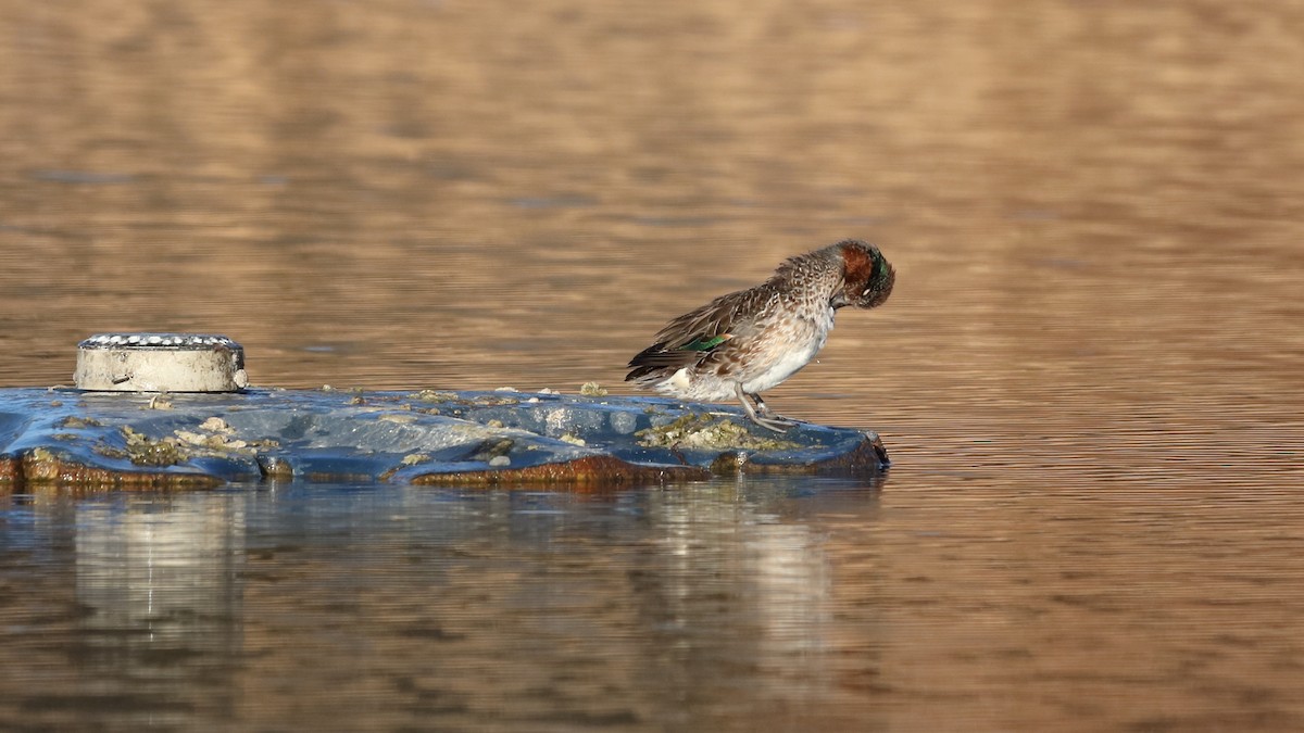 Green-winged Teal - ML517109351