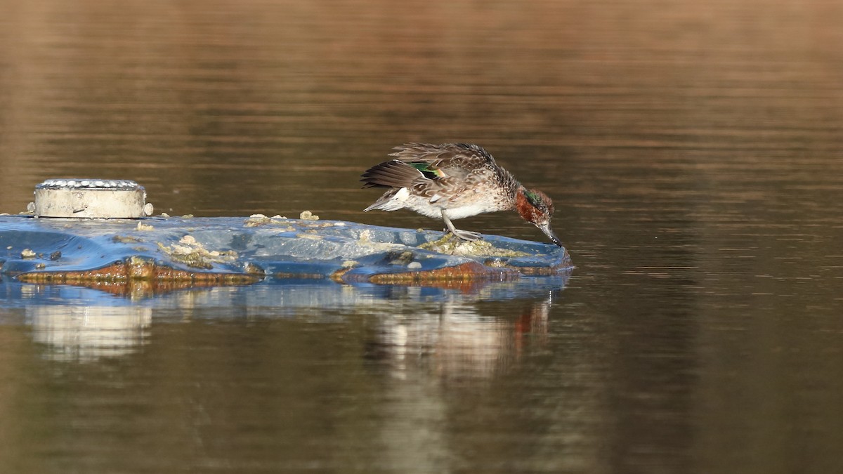Green-winged Teal - ML517109361